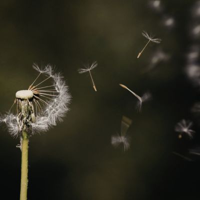 dandelion seeds blowing symbolism release